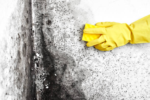 Best Home Mold Removal  in North Plymouth, MA