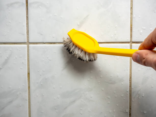 Professional Mold Removal in North Plymouth, MA