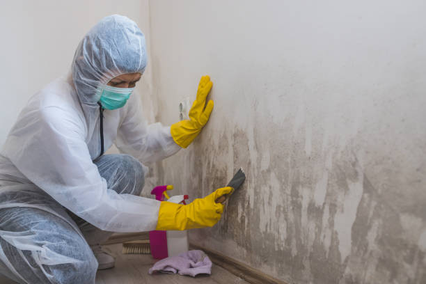 Best Attic Mold Removal  in North Plymouth, MA