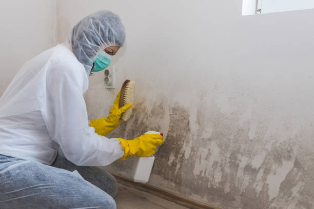 Best Mold Removal Company Near Me  in North Plymouth, MA