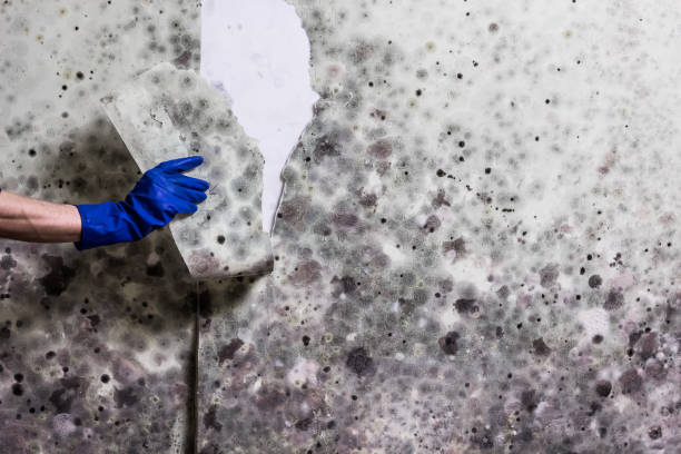 Best Affordable Mold Removal  in North Plymouth, MA