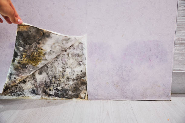 Best Mold Cleaning Services  in North Plymouth, MA